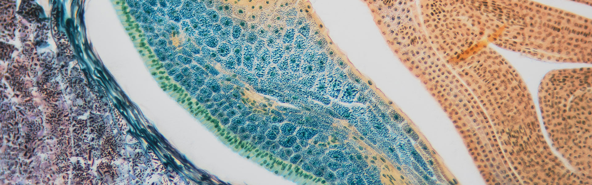 cells-under-microscope
